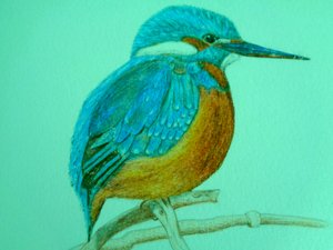 Vogel