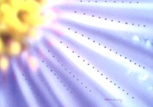 Blauwe Bloem door Martina Konitzky