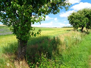 Landweg in de Zomer