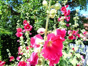 Tuin in de Zomer