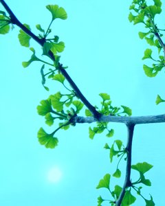 Ginkgo Turkoois