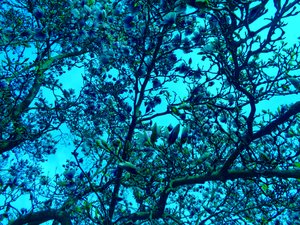 Magnolia blauw door Martina Konitzky