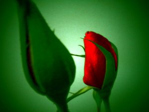 Rood Groen door Martina Konitzky