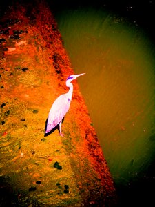 Reiger aan de rivier door Martina Konitzky