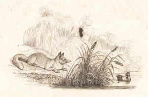 Illustratie bij "Halvhundrede Fabler for Børn" van Hey door Martinus Rørbye