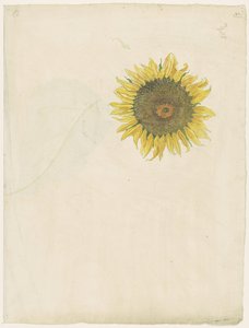 Zonnebloem
