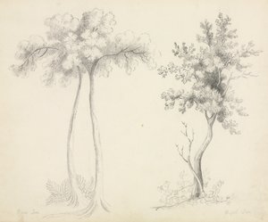 Studies van Upas- en Esdoornbomen