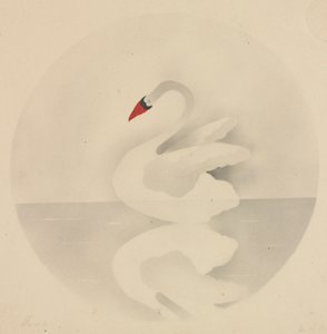 Zwaan