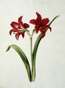 Rode Amaryllis