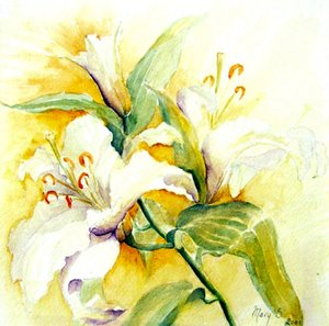 Witte lelies