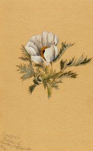 (Zonder titel) (Bloemstudie) door Mary Vaux Walcott