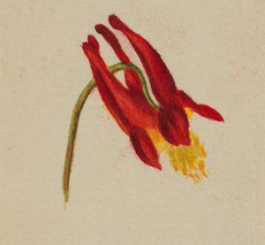 (Zonder titel) door Mary Vaux Walcott