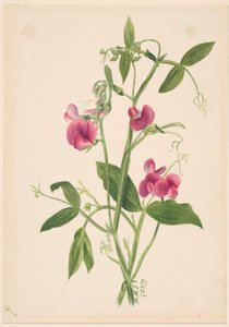 (Zonder titel - Bloemenstudie) door Mary Vaux Walcott