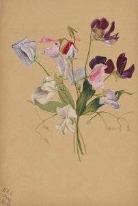 (Zonder titel - Bloemenstudie)