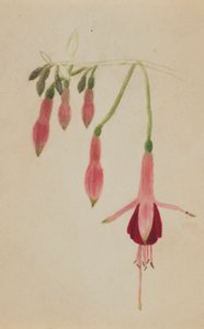 (Zonder titel - Bloemenstudie)