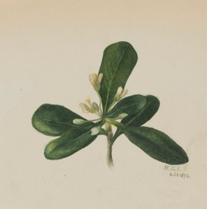(Zonder titel - Bloemenstudie)