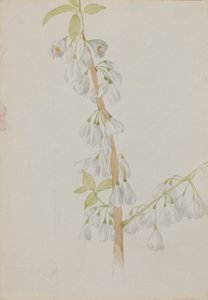 (Zonder titel - Bloemenstudie) door Mary Vaux Walcott