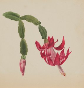 (Zonder titel - Bloemenstudie)