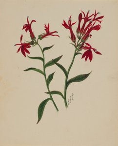 (Zonder titel - Bloemenstudie) door Mary Vaux Walcott