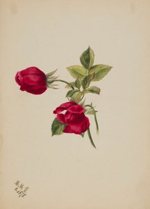 (Zonder titel - Roos) door Mary Vaux Walcott