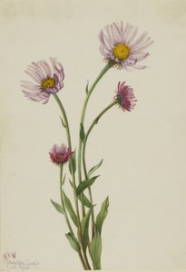 Alaska vlooienkruid (Erigeron salsuginosus)