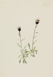 Aleutische Vlooienkruid Erigeron unalaschensis door Mary Vaux Walcott