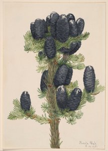 Alpenden (Abies lasiocarpa)