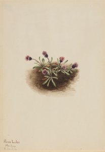 Alpenvlo (Erigeron unalaschcensis)