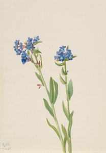 Alpen Vergeet-mij-nietje Myosotis alpestris, 1937