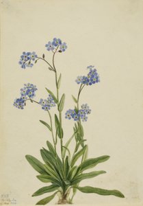 Alpen vergeet-mij-nietje (Myosotis alpestris)