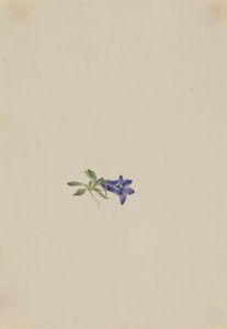 Alpenhazelaar (Campanula lasiocarpa) door Mary Vaux Walcott