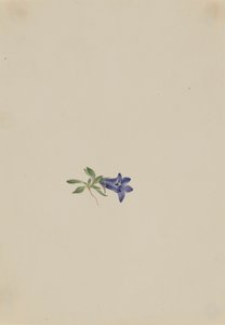 Alpenklokje Campanula lasiocarpa, n.d. door Mary Vaux Walcott