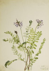 Alpenmelkvetch (Astragalus alpinus)