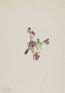 Alpenwortel (Oxytropis podocarpa) door Mary Vaux Walcott