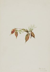 Alpenwortel (Oxytropis podocarpa) door Mary Vaux Walcott