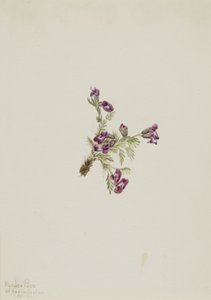 Alpenwikke, 1916 door Mary Vaux Walcott