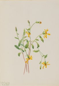 Grote weegbree (Senecio soorten)