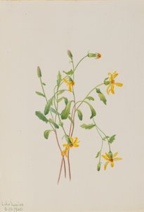 Alpenkruiskruid Senecio soort door Mary Vaux Walcott