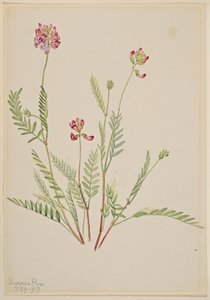 Alpenwikke (Astragalus bourgovii)