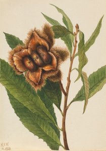 Amerikaanse kastanje (Castanea dentata) door Mary Vaux Walcott
