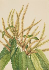 Amerikaanse Kastanje Castanea dentata, 1932