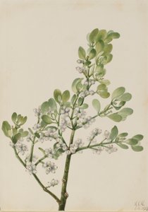 Amerikaanse maretak (Phoradendron flavescens)