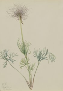 Amerikaanse Pasqueflower (Pulsatilla ludoviciana)