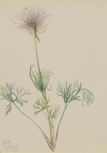 Amerikaanse Pasquebloem Pulsatilla ludoviciana, 1920 door Mary Vaux Walcott