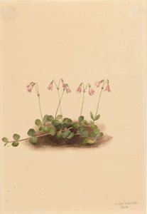 Amerikaanse Tweebloem Linnaea borealis americana