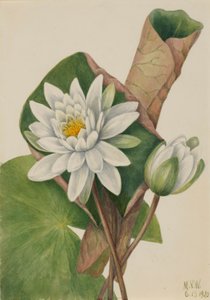 Amerikaanse waterlelie (Castalia odorata)
