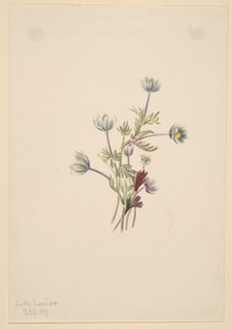 Anemoon (Anemone drummondii) door Mary Vaux Walcott