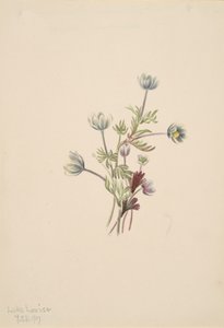 Anemoon Anemone drummondii, 1907 door Mary Vaux Walcott