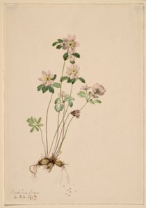 Anemonella (Syndesmon thalictroides) door Mary Vaux Walcott