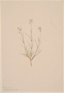 Arenaria formosa, 1904 door Mary Vaux Walcott